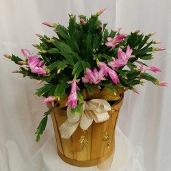 Holiday Cactus- Premium from Shaw Florists in Grand Rapids, MN