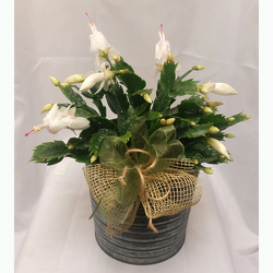 Holiday Cactus- Standard from Shaw Florists in Grand Rapids, MN