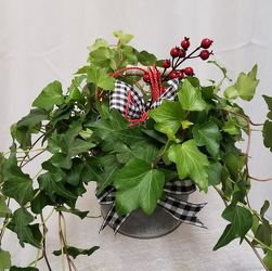 Christmas Ivy from Shaw Florists in Grand Rapids, MN