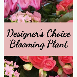 Designer's Choice Blooming Plant from Shaw Florists in Grand Rapids, MN