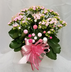 Mother's Day Kalanchoe from Shaw Florists in Grand Rapids, MN