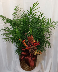 Neantha Bella Palm from Shaw Florists in Grand Rapids, MN