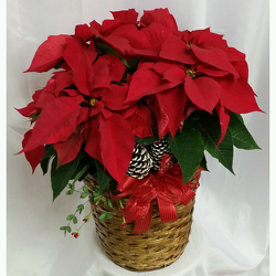 Poinsettia- Premium Red from Shaw Florists in Grand Rapids, MN