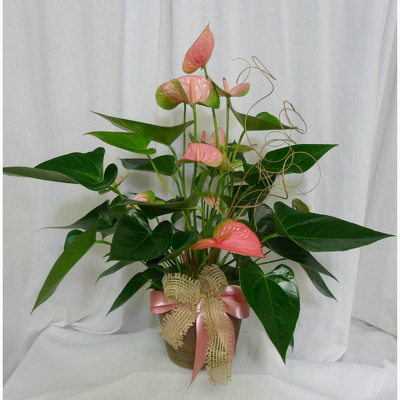 Anthurium from Shaw Florists in Grand Rapids, MN