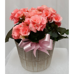 Begonia from Shaw Florists in Grand Rapids, MN