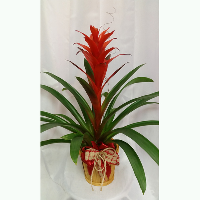 Bromeliad- Holiday from Shaw Florists in Grand Rapids, MN