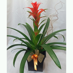 Bromeliad from Shaw Florists in Grand Rapids, MN