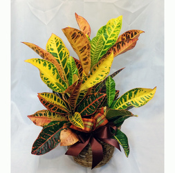 Croton from Shaw Florists in Grand Rapids, MN
