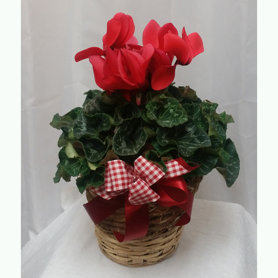 Cyclamen from Shaw Florists in Grand Rapids, MN
