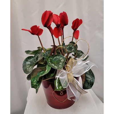 Sweetheart Cyclamen from Shaw Florists in Grand Rapids, MN