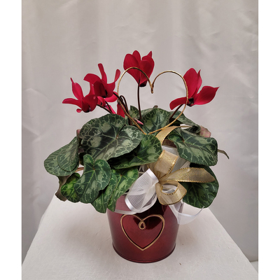 Mini Sweetheart Cyclamen from Shaw Florists in Grand Rapids, MN