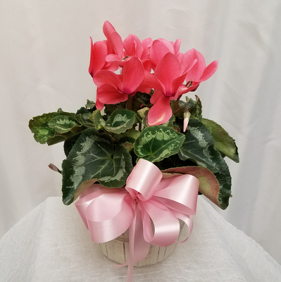 Cyclamen - Pink from Shaw Florists in Grand Rapids, MN