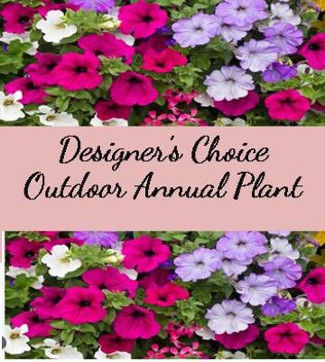 Designer's Choice Outdoor Annual Plant from Shaw Florists in Grand Rapids, MN
