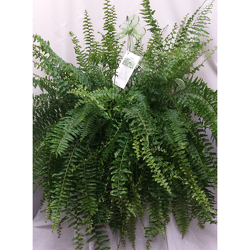 Fern from Shaw Florists in Grand Rapids, MN