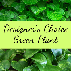 Designer's Choice-Green Plant from Shaw Florists in Grand Rapids, MN
