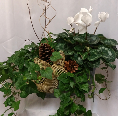 Ivy & Cyclamen Combo from Shaw Florists in Grand Rapids, MN