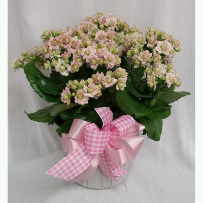 Kalanchoe- Pink from Shaw Florists in Grand Rapids, MN