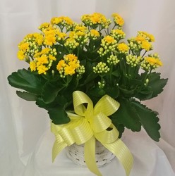 Kalanchoe- Yellow from Shaw Florists in Grand Rapids, MN