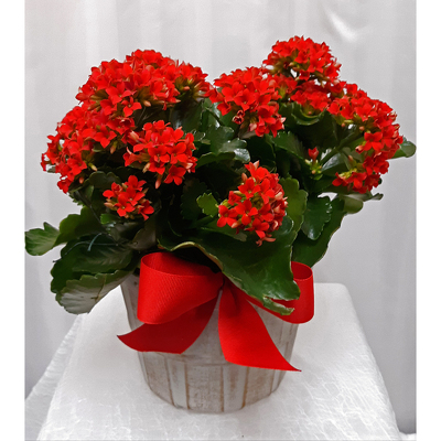Kalanchoe from Shaw Florists in Grand Rapids, MN