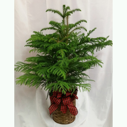 Norfolk Island Pine Premium-Holiday from Shaw Florists in Grand Rapids, MN