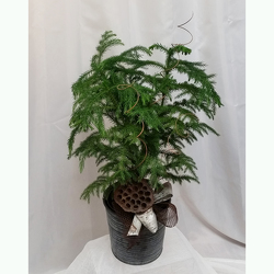 Norfolk Island Pine  from Shaw Florists in Grand Rapids, MN