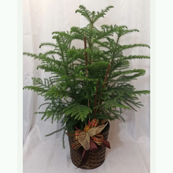 Norfolk-Island-Pine-Premium from Shaw Florists in Grand Rapids, MN