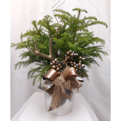 Norfolk Island Pine - Deluxe from Shaw Florists in Grand Rapids, MN