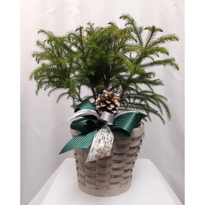 Norfolk Island Pine - Standard from Shaw Florists in Grand Rapids, MN