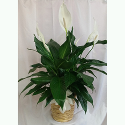 Peace Lily- Premium from Shaw Florists in Grand Rapids, MN
