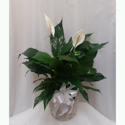 Peace Lily- Standard from Shaw Florists in Grand Rapids, MN
