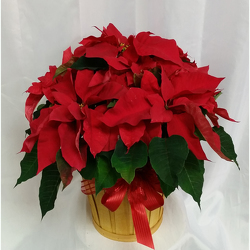 Poinsettia- Deluxe Red from Shaw Florists in Grand Rapids, MN