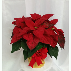 Poinsettia- Standard Red from Shaw Florists in Grand Rapids, MN