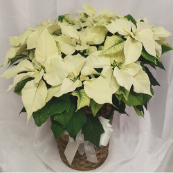 Poinsettia- Premium White  from Shaw Florists in Grand Rapids, MN