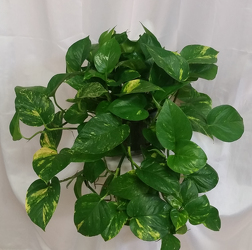 Pothos from Shaw Florists in Grand Rapids, MN