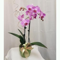 Phalaenopsis Orchid from Shaw Florists in Grand Rapids, MN