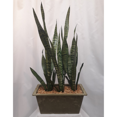 Sansevieria from Shaw Florists in Grand Rapids, MN