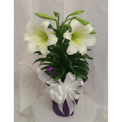 Easter Lily from Shaw Florists in Grand Rapids, MN
