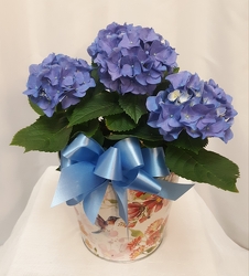Blue Hydrangea from Shaw Florists in Grand Rapids, MN