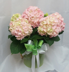 Hydrangea - Pink from Shaw Florists in Grand Rapids, MN