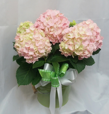 Hydrangea - Pink from Shaw Florists in Grand Rapids, MN