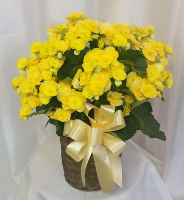 Reiger Begonia from Shaw Florists in Grand Rapids, MN